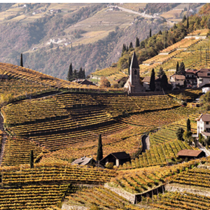Kellerei Bozen Cantina Bolzano - Vinmark