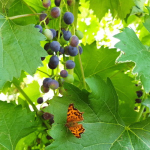 Wassmann sommerfugl