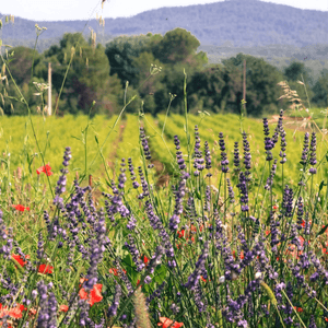 Château L'escarelle