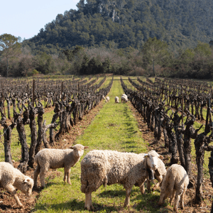 Château L'escarelle