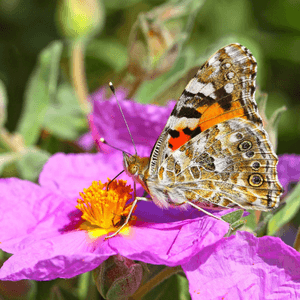 Château L'escarelle