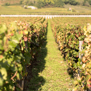 Domaine Gille (2) (1) Domaine Gille