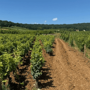 Domaine Gille (3) (1) Domaine Gille