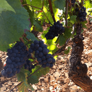 Domaine Gille (4) Domaine Gille