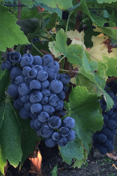 Domaine Jean-Charles Fagot