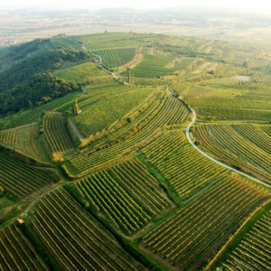 Maglock vineyard - ©Weinstraße Kamptal/pov.at