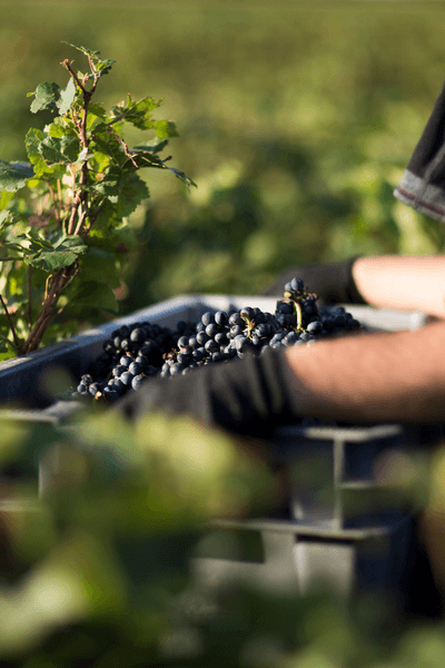 Domaine Gille
