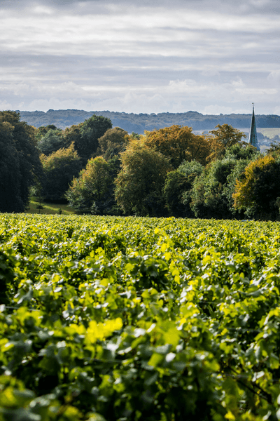 Simpsons Wine Estate