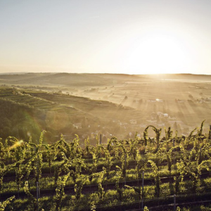 Weingut H. Maglock - ©Weinstraße Kamptal/pov.at