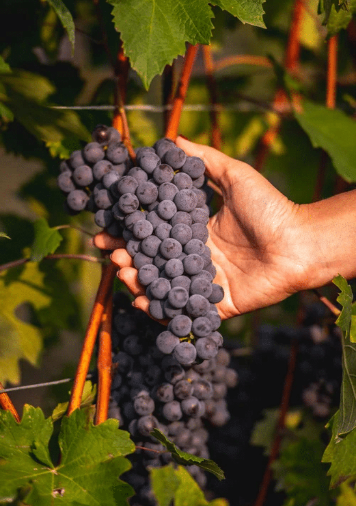 Bric Cenciurio Grapes