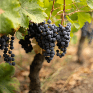 Gourmet Wine - Clos de Jacobins - vinstok Clos de Jacobins - vinstok