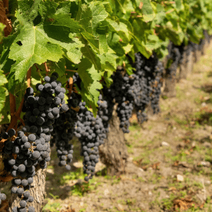 Gourmet Wine - Clos de Jacobins vinmark Clos de Jacobins vinmark