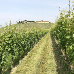 Tenuta Rocca vineyard