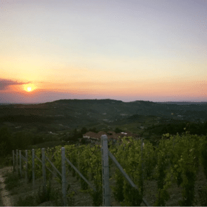 Tenuta Rocca Vinyard at Sunset