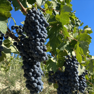 Tenuta Rocca Grapes