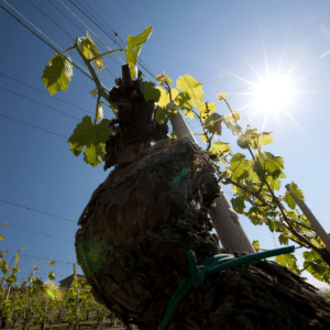 Tenuta Rocca Vines in sun