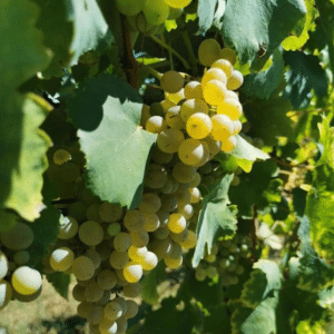Tenute Scuotto grapes