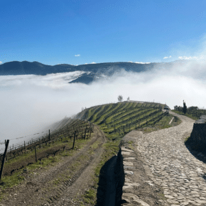Vista Alegre Vineyard fog