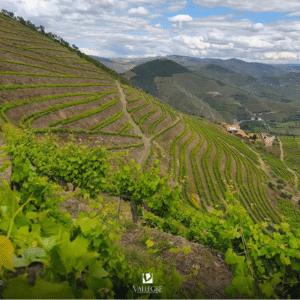 Vista Alegre Vineyard